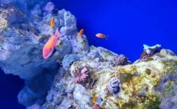 Aquarium of Naples