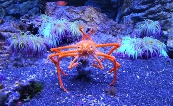 Aquarium of Naples