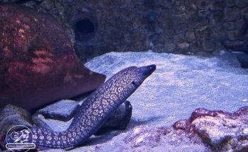 Aquarium of Naples