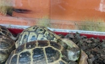 ZooQuark Salerno