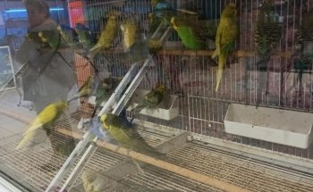 ZooQuark Salerno
