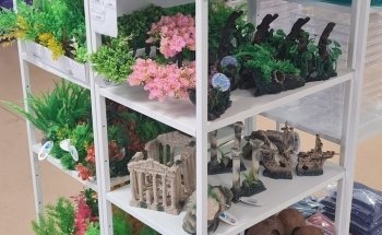 Acquari e Accessori Aquaplantarum in Torino