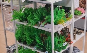Acquari e Accessori Aquaplantarum in Torino
