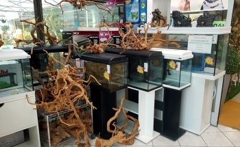 Acquari e Accessori Aquaplantarum in Torino
