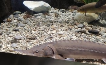 Acquario di Ariis