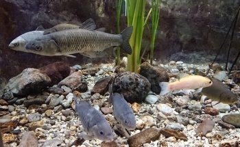 Acquario di Ariis