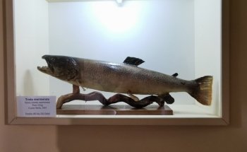 Acquario di Ariis
