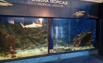 Aquarium Mondo Marino