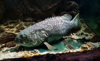 Aquarium Mondo Marino
