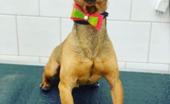 Piccolozoo s.r.l