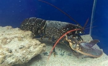 Aquarium of Salento