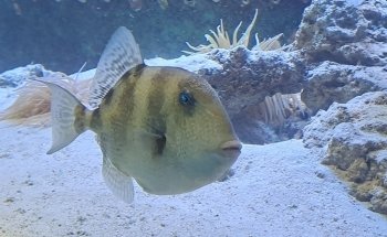 Aquarium of Salento