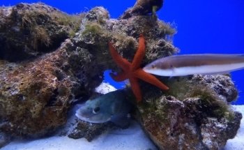 Aquarium of Salento