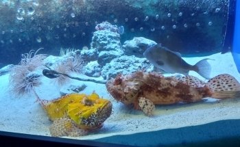 Aquarium of Salento