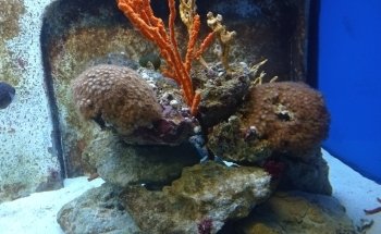 Aquarium of Salento