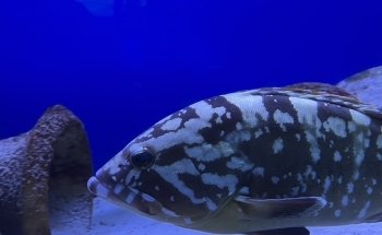 Aquarium of Salento