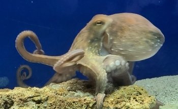 Aquarium of Salento
