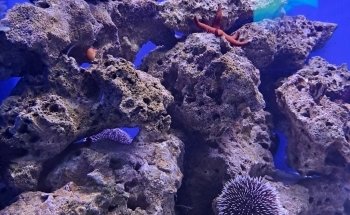 Aquarium of Salento