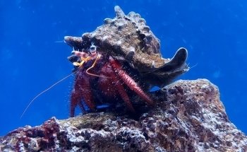 Aquarium of Salento