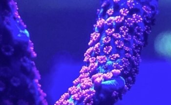 Acquario Croce Coperta