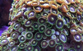 Acquario Croce Coperta