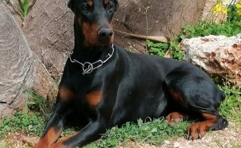 Natura Viva
