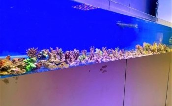 Angri Aquarium