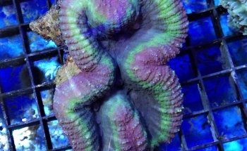 Aquarium Angri