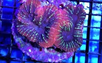 Aquarium Angri