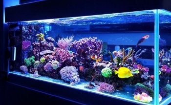 Aquarium Angri