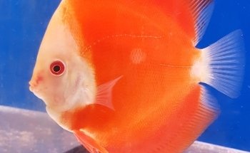 Aquarium Angri