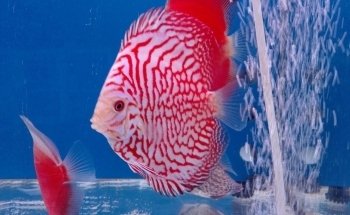 Aquarium Angri