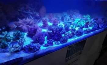 Aquarium Angri