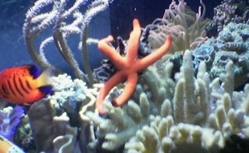 Acquariomania