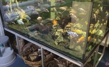 Acquariomania