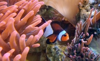 Acquariomania