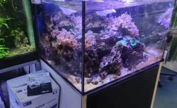 Acquariomania
