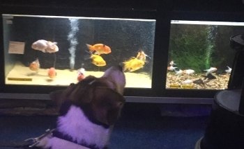 Acquariomania