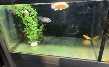 Acquariomania