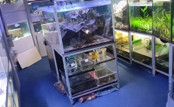 Acquariomania