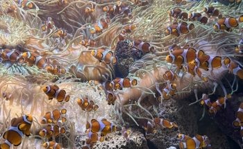 Acuario