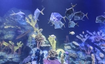 Acuario