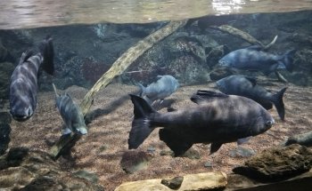 Acuario