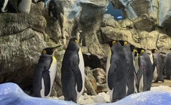 Acuario