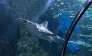 Acuario