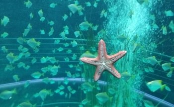 Acuario