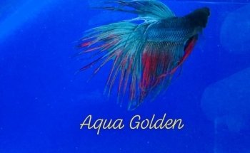 Aqua Golden Acquari e Laghetti