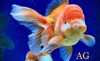 Aqua Golden Acquari e Laghetti
