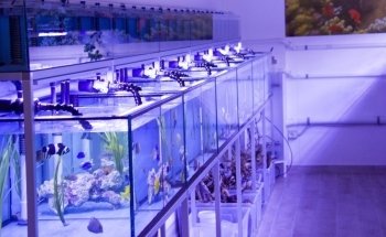 SEABOX AQUARIUM & PETS Srl