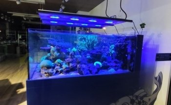 SEABOX AQUARIUM & PETS Srl